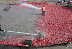 Osmaniye’nin Coğrafi İşaretli üründe hasat zamanı! Çiftçiler dondurucu soğukta Savrun Çayı'na girdi