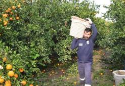 Tarlada fiyatı 2 liraya düştü, hepsi dalda kaldı! Toplanan ürünler herkese bedava dağıtıldı