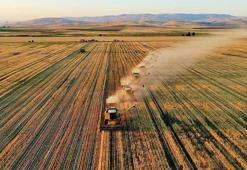 TMO’dan Şanlıurfa üreticisine büyük destek: Ödemeler başladı, SMS ile bilgilendirme yapılacak