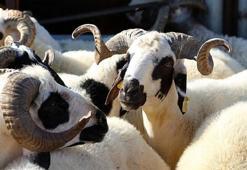 Şanlıurfa’da 185 TL’den koyun fırsatı!