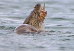 Nesli tükenme tehlikesi altında, Bostancılar Göleti'nde görüntülendi