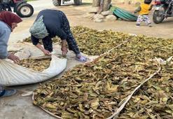 Denizli'de hasat tamam, altın yapraklar üreticisine kazandıracak! Kilosu 305 liraya çıkabilir