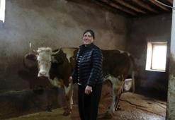 Mahallede 8 erkek adayı solladı! Tuncelili muhtar hem hem hayvancılık yapıyor, hem de mahallesine hizmet ediyor