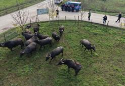 Düzce'de mandacılığa dev yatırım: 1.4 milyon TL'lik dev proje hayata geçti: 3 bin sürü ıslah edilecek