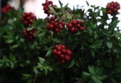 Yılbaşı yaklaşırken satışları patladı! Yok satıyor