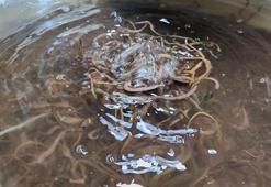 Çanakkale'de 10 yıllık AR-GE sonucu kuruldu! Türkiye'de tek: Yıllık 35 ton üretiyorlar