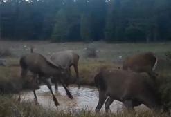 DKMP benzersiz anları paylaştı: Kızıl geyiklerin su birikintisindeki görüntüleri fotokapana yansıdı