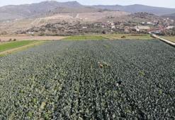 11 ay beklendi, hasat başladı! Üretimin yüzde 50'si İzmir'de: Fiyatını üçe katladı
