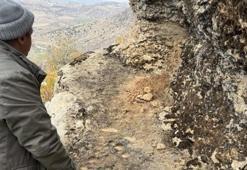 Diyarbakır'da bin yıl sonra görüntülendi! Kayalıklar arasında gizli: Biçimleri şaşırtıyor
