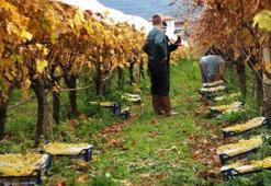 Türkiye'de en geç hasat burada! Tezgahlarda yerini aldı