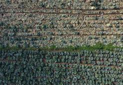 Turşusundan salatasına çorbasından sarmasına kadar her yerde kullanılıyor! Tarlada 40 lira tezgahlarda 200 lira