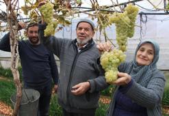 Amasya'da eşi bir söz söyledi, 75 yaşında sera kurdu! Hasat evinin önünde başladı
