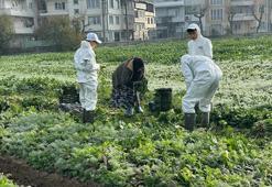Bursa'da örnek tarım projesi! Tarımsal ilaç kullanılmadan ata tohumundan üretilen sebzeler sofralara geliyor