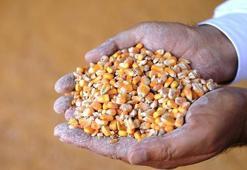 Şanlıurfa'da buğday, mısır, arpa ve mercimek alım fiyatı ne kadar? Şanlıurfa hububat alım fiyatları güncellendi