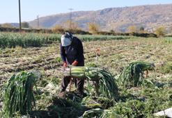 İşçiler Adana'ya akın etti: Yüzlerce dönümde hasat başladı! İlçenin tamamı kokmaya başladı