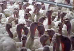 Yılbaşı sofralarının vazgeçilmez yemeği hindinin fiyatı belli oldu! Batıda yılın 12 ayı tüketiliyor Türkiye'de yılbaşında hatırlanıyor