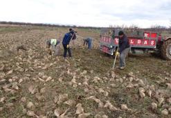 Şeker pancarında yüksek verim! Çiftçinin yüzünü güldürdü