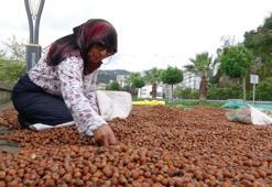 Fındık fiyatı 250 TL'ye geriledi, üretici umudunu yeni yıla bıraktı