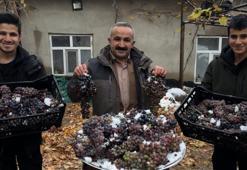 Hayrete düşüren üzüm! Kar altında yetişiyor, lezzetine doyun olmuyor
