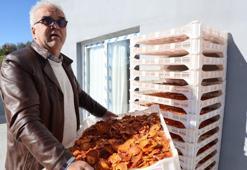 Adana'da tesisini kurdu, Almanya'ya ihracatını yaptı! Evde 50 TL, güneş altında 500 TL!