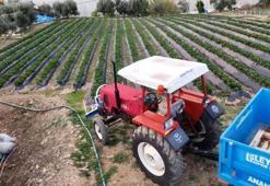 Mersin'de kış ortasında yaz meyvesi hasat ediyorlar! Dönüm başına 150 bin TL'lik maliyeti var, çiftçi zorlanıyor, tüketici şaşkın