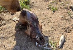 Denizli'de barınak dehşeti! Köpekler açıktan birbirini yedi