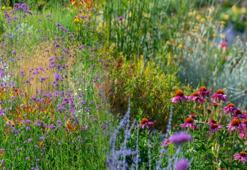 Eskişehir'e bir kez ekildi, kökünden yaprağına para ediyor! Kilosu bin TL: En önemli faydası kökünde