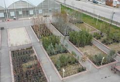 Ankara'da belediye mahalleye kurdu, tüm ilçeye ekiliyor! Mahalleliye ek gelir kapısı oldu