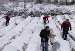 Samsun'da kış sert yüzünü gösterdi ama onlar kar altında hasat yapmaya devam ediyorlar! Üretici taleplere yetişemiyor
