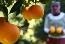 Antalya portakalları tescillenip dünya pazarında yerini aldı