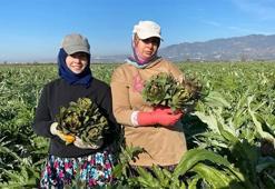 Aydın enginarı tarladan çıktı, sezon açıldı