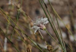 Denizli'nin dağlarında yeni bir tür doğdu! Emekli öğretmen doğa yürüyüşünde keşfetti