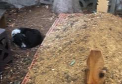 Samsun'da sadık köpek sahibini mezarda da yalnız bırakmıyor! Görenleri duygulandıran manzara