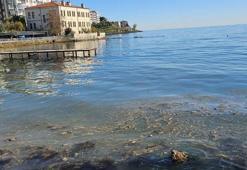 Sinop’ta vatandaşları endişelendiren görüntü! Deniz yüzeyinde ortaya çıktı