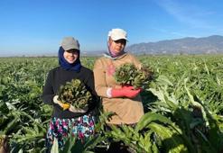 Coğrafi işaretli üründe yılın ilk hasadı yapıldı! Türkiye'de en çok üreten ikinci il oldu