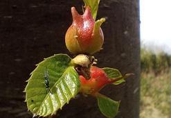 Bursa’da sevindiren gelişme! Şehrin simge ürününde yüzde 50 artış sağlandı
