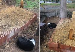 Görenleri duygulandıran olay! Vefalı köpek sahibinin mezarının başından ayrılmıyor