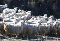 Ankara'nın beyaz altını yeniden değerleniyor! Dedesinden devraldı şimdi ise dünya pazarına satıyor: 'Tek rakibi Hint kumaşı'