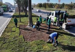 Adana'da susuzluğa meydan okuyan "akıllı çim" devri! İşte yeni nesil yeşil alanlar