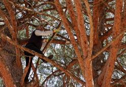 Bursa'da erkekler ormandan bedavaya toplayıp eşlerine yaptırıyor! İnternetten tanesi 500 liraya satılıyor