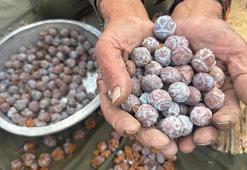 Torosların zirvesinden topluyorlar! Tam bir şifa deposu: 10 kilo üründen sadece 1 kilo çıkıyor