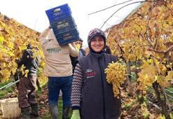 Yeni yıl üzümleri kesilmeye başladı! Talep yağıyor: Kilosu 50 lira