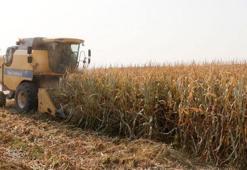 Şanlıurfa’da makineler ‘Sarı altın’ için çalışıyor: Aralık ayı sonuna kadar sürecek