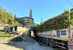 Antalya'da fiyatı köy meydanına belirlendi: Köylünün gelir kapısı, kendiliğinden yetişiyor!