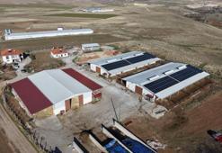 Elazığlı köylünün çiftlik projesi tuttu! Kırmızı et üretirken ücretsiz hale getirdi