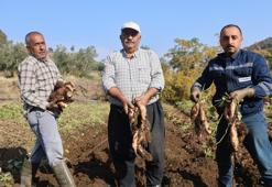 Kuraklık nedeniyle verim yarı yarıya düştü! Son hasat yapıldı, tezgaha gelene kadar fiyatı 30 liradan 70 liraya çıkıyor