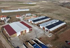 Yüzde 60 hibe aldığı destekle 300 hayvanlık çiftlik kurdu! Şimdi ülke ekonomisine katkı sağlıyor