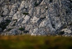 Manisa ve İzmir arasında görüldü! Bölgede yaşayanlar hayrete düştü: Onlarca yıldan sonra ilk