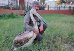 Avcı kuşların saldırısından kurtarılmıştı... Kendisini iyileştiren görevliyle öyle bir bağ kurdu ki! Yaralı pelikan ile kurtarıcısı arasındaki bağ herkesi duygulandırdı