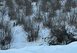 Ordu'da yağan kar fındık ağaçlarına şifa oldu! '500 ile 1000 saat arasında soğuklama dönemi gerekiyor'